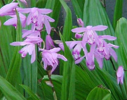 Flores do Jardim Orquídea Chão, O Bletilla Listrado foto / características  e cultivo, crescente e descrição