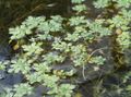Photo Water Primrose, Marsh Purslane, Marsh Seedbox description