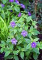 Foto Busch Violetten, Saphir Blume Beschreibung