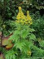   黄 庭の花 大きな葉のメタカラコウ属、ヒョウ植物、黄金ノボロギク / Ligularia フォト