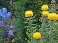 Foto Gelb Hardhead, Bighead Knapweed, Riesenflockenblume, Armenisch Basketflower, Zitrone Flusen Flockenblume Beschreibung