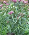 Photo Swamp milkweed, Maypops, Rose Milkweed, Red Milkweed description