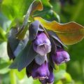 Foto Honeywort, Blau Garnelen Pflanze, Blau Wachsblume Beschreibung