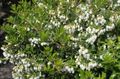   bianco I fiori da giardino Gaultheria, Checkerberry foto