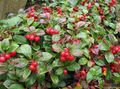   hvid Have Blomster Gaultheria, Checkerberry Foto