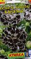 Foto Dianthus, China Rosa Beschreibung