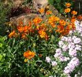   orange Gartenblumen Zistrose / Helianthemum Foto