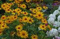 Photo False Sunflower, Ox-eye, Sunflower Heliopsis description
