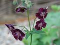 Photo Hardy geranium, Wild Geranium description