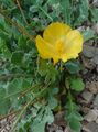   жовтий Садові Квіти Глауциум / Glaucium Фото