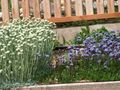  lichtblauw Tuin Bloemen Globe Daisy / Globularia foto