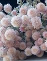   roze Tuin Bloemen Globe Amarant / Gomphrena globosa foto