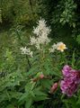 Foto Riesenfleece, Weiße Fleece Blume, Weißen Drachen Beschreibung