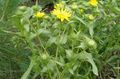 Photo Curly Cup Gumweed description