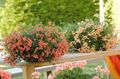   oranžový Záhradné kvety Diascia, Twinspur fotografie