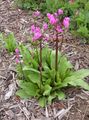Photo Shooting star, American Cowslip, Indian Chief, Rooster Heads, Pink Flamingo Plant description