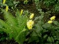   žlutý Zahradní květiny Leopard Bane / Doronicum orientale fotografie