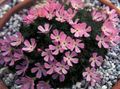   ピンク 庭の花 Douglasia、岩山ドワーフ·プリムローズ、vitaliana フォト