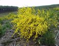   ყვითელი ბაღის ყვავილები შოტლანდიელები ცოცხი, Broomtops, საერთო ცოცხი, ევროპის ცოცხი, Irish ცოცხი / Sarothamnus scoparius სურათი