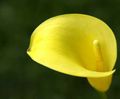   jaune les fleurs du jardin Lys Calla, Arum Photo