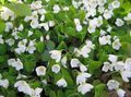 Photo Wood Sorrel, Whitsun Flower, Green Snob, Sleeping Beauty description