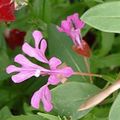   roz Clarkia, Floare Ghirlanda, Ghirlanda Munte fotografie