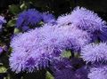   lilac Floss Flower / Ageratum houstonianum Photo