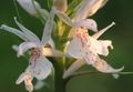 Photo Fragrant Orchid, Mosquito Gymnadenia description