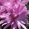   ვარდისფერი ბაღის ყვავილები ცრუ შემოდგომაზე Crocus, Showy Colchicum, შიშველი ქალბატონები, მდელოს ზაფრანა სურათი