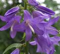   lilac Garden Flowers Adenophora, Lady Bells Photo
