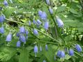   light blue Garden Flowers Adenophora, Lady Bells Photo