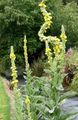   ყვითელი ბაღის ყვავილები დეკორატიული Mullein, Verbascum სურათი