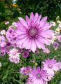 Foto Ewig, Strohblumen, Strohblume, Papier Gänseblümchen, Everlasting Daisy Beschreibung