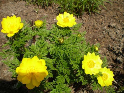 庭の花 アドニスsibirica Adonis Sibirica フォト 特性 と 栽培 成長 と 説明