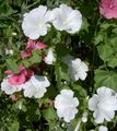   white Garden Flowers Annual Mallow, Rose Mallow, Royal Mallow, Regal Mallow / Lavatera trimestris Photo