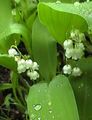   fehér Gyöngyvirág, Esetleg Harangok, A Hölgy Könnyei / Convallaria fénykép