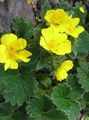  geltonas Sodo Gėlės Sidabražolės / Potentilla Nuotrauka
