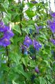   blue Garden Flowers Twining Snapdragon, Creeping Gloxinia / Asarina Photo