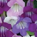   lilac Garden Flowers Twining Snapdragon, Creeping Gloxinia / Asarina Photo