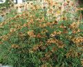   arancione I fiori da giardino Orecchio Del Leone, La Coda Del Leone, Dagga Selvaggio / Leonotis leonurus foto