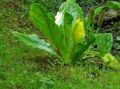   white Garden Flowers Yellow skunk cabbage / Lysichiton Photo