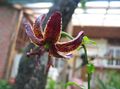 Photo Martagon Lily, Common Turk's Cap Lily description