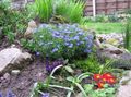   azul claro Flores de jardín Gromwell Aleatorización / Lithospermum Foto