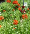   czerwony Ogrodowe Kwiaty Campion (Świt) / Lychnis chalcedonica zdjęcie