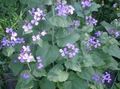   lilac Garden Flowers Money Plant, Honesty, Bolbonac, Moonwort, Silver Dollar / Lunaria Photo