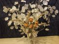   balts Dārza Ziedi Nauda Augs, Godīgums, Bolbonac, Moonwort, Sudraba Dolārs / Lunaria Foto