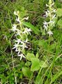 Photo Species Orchid, Lesser Butterfly Orchid, Two-Leafed Platanthera description
