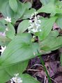 Photo False Lily of the Valley, Wild Lily of the Valley, Two-leaf False Solomon's Seal description