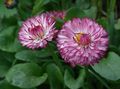 Foto Bellis Gänseblümchen, Englisch Gänseblümchen, Rasen Gänseblümchen, Bruisewort Beschreibung