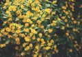 Foto Butter Gänseblümchen, Melampodium, Goldenes Medaillon Blume, Stern Daisy Beschreibung